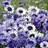 Suttons Cornflower Seeds - Classic Fantastic 200 Seeds Pack