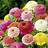 Suttons Zinnia Seeds - Faberge Mix 90 Seeds Pack