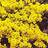 Suttons Alyssum saxatile Seeds - Golden Queen 350 Seeds Pack