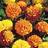 Suttons Marigold French Seeds - Boy-O-Boy Mix 120 Seeds Pack