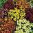 Suttons Wallflower Seeds - Persian Carpet Mix 400 Seeds Pack