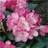 Rhododendron Polaris Rhododendron & Azalea