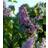 Wild Acid Syringa Vulgaris 10 pack