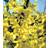Forsythia Intermedia Lynwood 3 pack