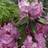 Rhododendron 'Anastasia' Sommerblomst