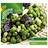 Suttons Pea Seeds - Lincoln 250 Seeds Pack