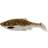 Westin Ricky the Roach SL 7cm Ruffe 5-pack