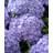 Hortensia 'Together Blue' - Busk Sommerblomst
