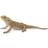 Collecta Bearded Dragon Lizard 88567