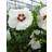 Hibiscus syriacus 'Red Heart' Sommerblomst