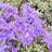 Rhododendron 'Purple Gem'