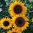 Suttons Sunflower Seeds - F1 Full Sun 22 Seeds Pack