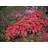 Rhododendron ‘Scarlet Wonder’