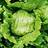 Suttons Lettuce Seeds - Match 200 Seeds Pack