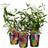 Butterfly Bush Buddleia