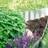 Weibulls Grass Border Off Edge