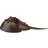 Safari Horseshoe Crab XL