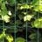 NSH Nordic Garden Fence 106-406 200cmx25m