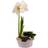 Flowerhouse.se White Christmas