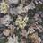 Designers Guild Delft Flower Charcoal (PDG1033 /01)