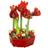 Flowerhouse.se Amaryllis Group Deluxe
