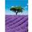 Ideal Decor Murals Provence (00309)