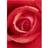 Ideal Decor Murals Rose (00368)