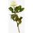 Bloomit Nedkastningsrose - Hvid