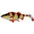 Savage Gear 4D Perch Shad 17.5cm Albino