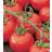 Seklos Tomato Spencer Grøntsagsfrø