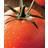 Seklos Tomato Duo Grøntsagsfrø