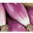 Seklos Onion Rossa Lunga Di Firenze Grøntsagsfrø