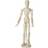 Mannequin Male 30cm