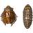 Byon Bug Pepper Mill, Salt Mill