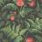 Cole & Son Rose Wallpaper Botanical Botanica Collection Roll 115/10030