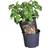 Gardenlife Potato Pot Potteplante