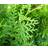 Thuja Brabant 100-125cm 10-pack