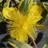 Hypericum Calycinum Prydbusk