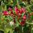Weigela Hækplante