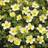 Potentilla Fruticosa 3 pack