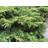 Juniperus x Pfitzeriana