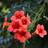 Campsis Radicans