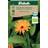 Weibulls Marigold