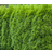 Thuja Occidentalis