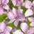 Clematis Margaret Hunt