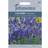 Johnsons Seeds Lavender Hidcote Strain 100 Seeds