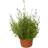 Lavender Felice Staude