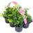 Efeu Hedera 6pcs Prydbusk