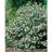 Aronia Melanocarpa Hugin
