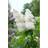 Syringa Vulgaris Alba